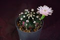 Blooming pink cactus flower of Gymnocalycium mihanovichii on stone background. Royalty Free Stock Photo