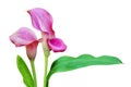 Blooming Pink Calla Lily Flowers with Green Leaves Isolated on White Background Royalty Free Stock Photo