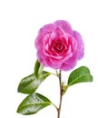 Blooming Pink Camellia Flower isolated on White Royalty Free Stock Photo
