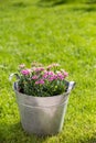 Blooming, Pink Canation Flowers in Tin Bucket standing on Grass Royalty Free Stock Photo