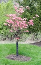 Blooming Pink Cherokee Brave Dogwood Tree Royalty Free Stock Photo