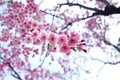 Blooming of pink cherry blossoms