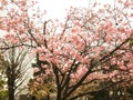 Blooming pink cherry flower of Sakura  fullbloom in spring season in japan Royalty Free Stock Photo