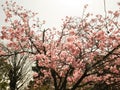 Blooming pink cherry flower of Sakura  fullbloom in spring season in japan Royalty Free Stock Photo