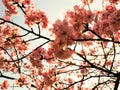 Blooming pink cherry flower of Sakura  fullbloom in spring season in japan Royalty Free Stock Photo