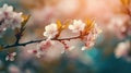 Blooming Pink Cherry Tree Flowers in Sunny Spring Garden. Perfect for Easter Invitations.