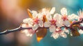 Blooming Pink Cherry Tree Flowers in Sunny Spring Garden. Perfect for Easter Invitations.