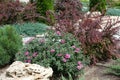 Blooming pink Chrysanthemum, red leaved barberry, dwarf pine and juniper in the rock garden