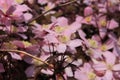 Blooming pink Clematis in the garden in spring.