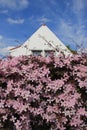 Blooming pink Clematis in the garden in spring.