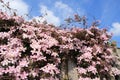 Blooming pink Clematis in the garden in spring.