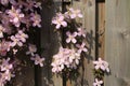 Blooming pink Clematis in the garden in spring.