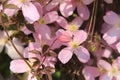 Blooming pink Clematis in the garden in spring. Royalty Free Stock Photo