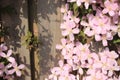 Blooming pink Clematis in the garden in spring.