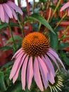 Blooming pink coneflower in backyard