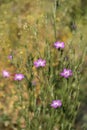 Corn-cockle flower (Agrostemma githago).