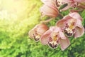 Blooming Pink Cymbidium Orchid Flowers with Blurred Greenery Background Royalty Free Stock Photo