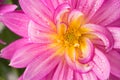 Blooming pink Dahlia flower closeup, with water droplets. Royalty Free Stock Photo