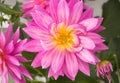 Blooming pink Dahlia flower closeup, with water droplets. Royalty Free Stock Photo