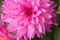 Blooming pink Dahlia flower closeup, with water droplets. Royalty Free Stock Photo