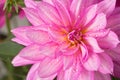 Blooming pink Dahlia flower closeup, with water droplets. Royalty Free Stock Photo