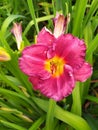 Blooming pink daylily, bright flower on a background of green foliage