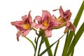 Blooming pink daylily `Purle Bicolor` Royalty Free Stock Photo