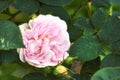 Blooming pink dog rose budding on a tree in a garden. Closeup of a pretty rosa canina flower growing between lush green Royalty Free Stock Photo