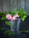 Blooming pink dogrose in a tin bucket