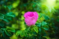 Blooming pink eglantine spring day