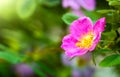 Blooming pink eglantine spring day Royalty Free Stock Photo