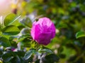 Blooming pink eglantine spring day Royalty Free Stock Photo