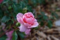 Blooming pink English rose in the garden on a sunny day. David Austin Rose Anne Boleyn