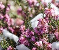 Blooming pink Erica carnea flowers Winter Heath and snow in the garden in early spring. Floral background