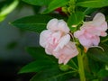 The blooming pink Euphorbia milli flowers Royalty Free Stock Photo