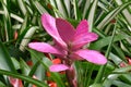 Blooming pink feather or Tillandsia cyanea