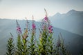 Blooming pink fireweed flower on a blurred background of mountains Royalty Free Stock Photo