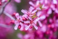 Blooming pink flower almond dwarf in garden spring time Royalty Free Stock Photo