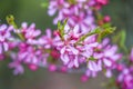 Blooming pink flower almond dwarf in garden spring time Royalty Free Stock Photo