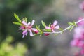 Blooming pink flower almond dwarf in garden, spring time Royalty Free Stock Photo