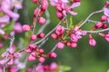 Blooming pink flower almond dwarf in garden, spring time Royalty Free Stock Photo