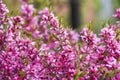 Blooming pink flower almond dwarf in garden, spring time