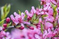 Blooming pink flower almond dwarf in garden, spring time Royalty Free Stock Photo