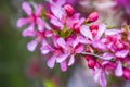 Blooming pink flower almond dwarf in garden, spring time Royalty Free Stock Photo