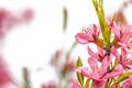 Blooming pink flower almond dwarf in garden spring time Royalty Free Stock Photo