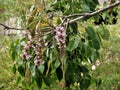 Blooming pink flower on big tall tree