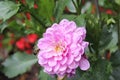 Blooming pink flower in garden with green lush leaves