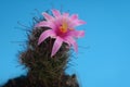 Blooming pink flower of mammillaria beneckei cactus on blue background