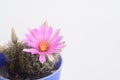 Blooming pink  flower of Mammillaria schumannii  cactus on  white  background Royalty Free Stock Photo