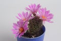 Blooming pink  flower of Mammillaria schumannii  cactus on  white  background Royalty Free Stock Photo